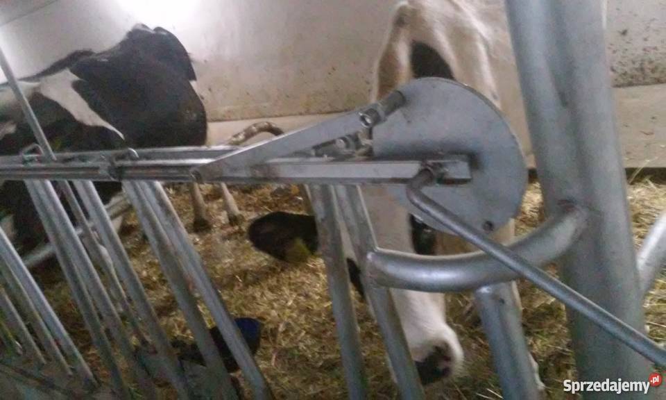 stanowiska wygrodzenia kojce bydła opasów cieląt Bydło mleczne Pogorzela
