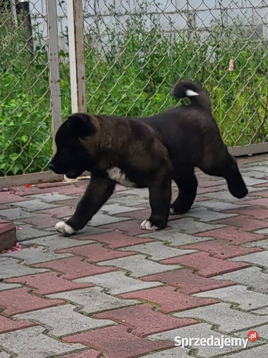 Akita Amerykańska szczeniaki ostatnie 2 pieski Koźmin Wielkopolski sprzedam