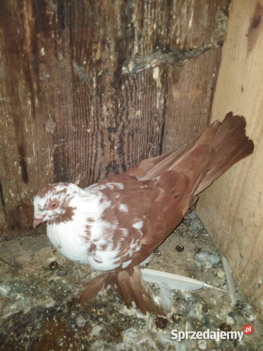 Gołębie motylki i winerki świętokrzyskie Mniów