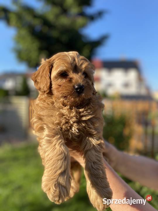 Piękny piesek Maltipoo Warszawa