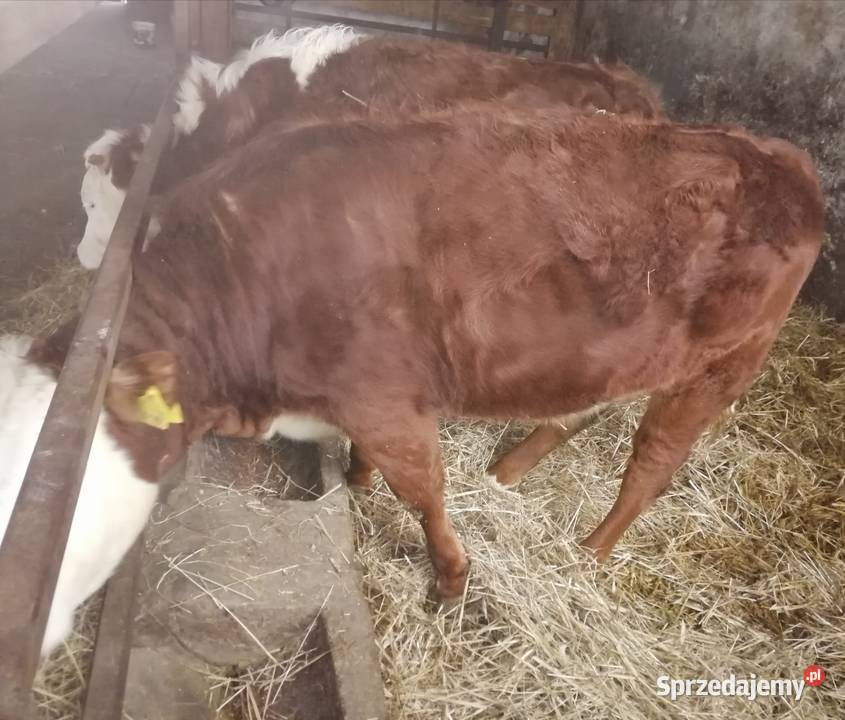 Sprzedam Jałówki Mięsne OdsadkiCielęta Czaryż