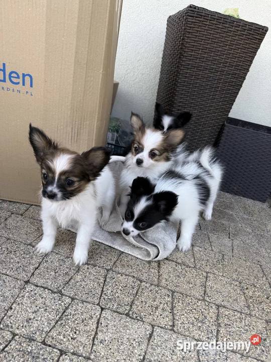 Papillon szczeniak spaniel kontynentalny Dudki sprzedam