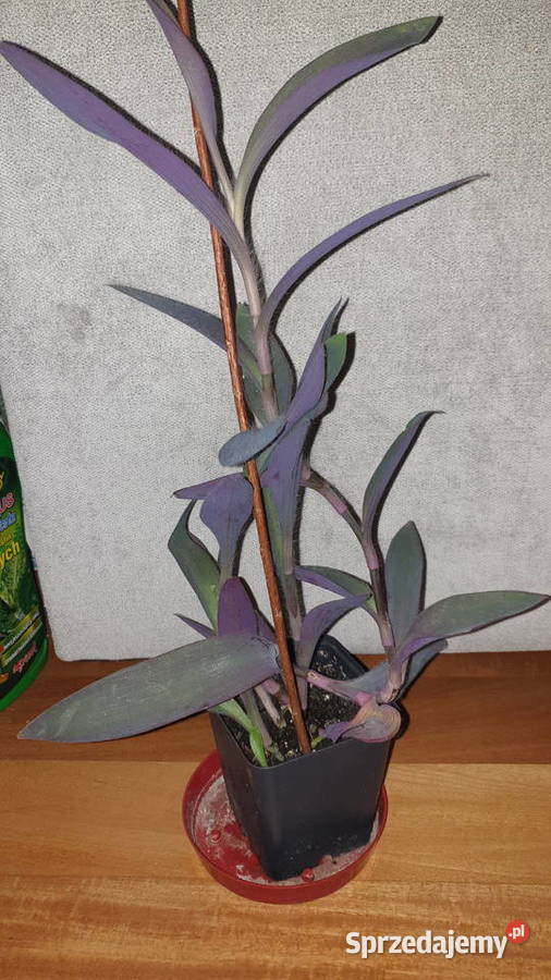 Trzykrotka setkrezja purpurowa wysokość 45 Warszawa