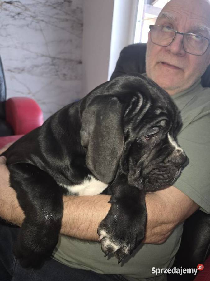 Cane Corso – szczenięta 10 tygodni, czarne, po przeglądach
