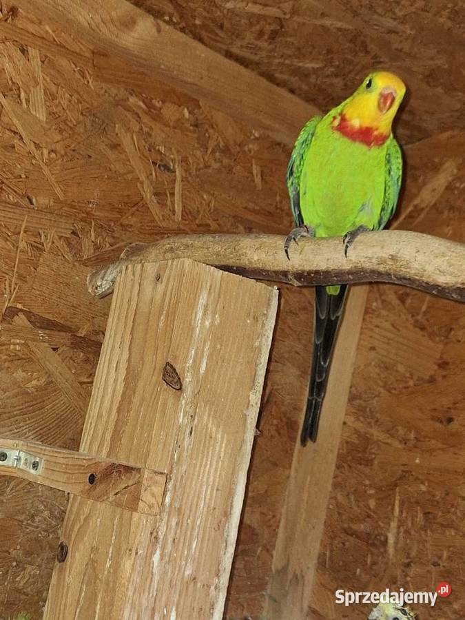 Sprzedam samca barabandy