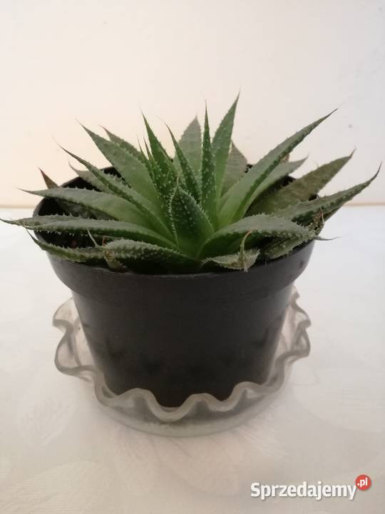 Aloes ościsty roślina doniczkowa śr14Kwiaty łódzkie Łódź