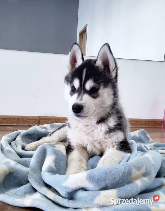 Szczeniak Siberian Husky piesek piesek zkwp fci Mielec