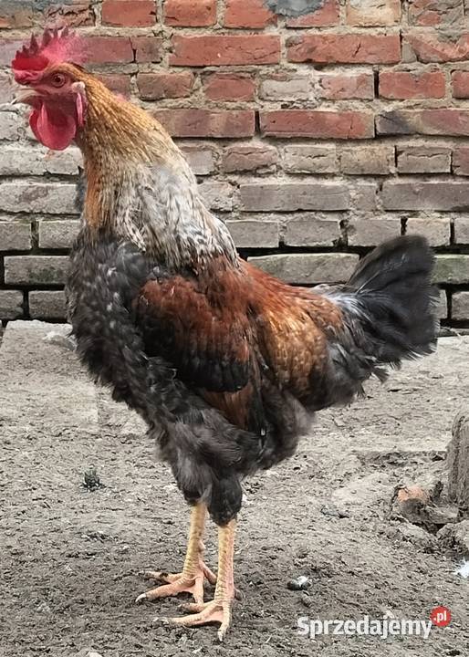 Koguty green shill Nałęczów sprzedam