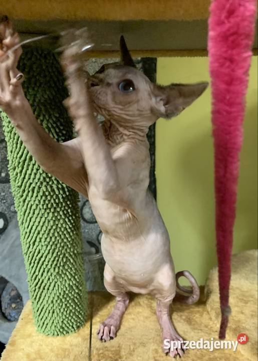 Sfinks Kanadyjski Do odbioru dziewczynka Leszno