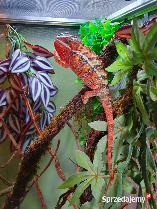 Kameleon Lamparci red samiec wielkopolskie Krotoszyn