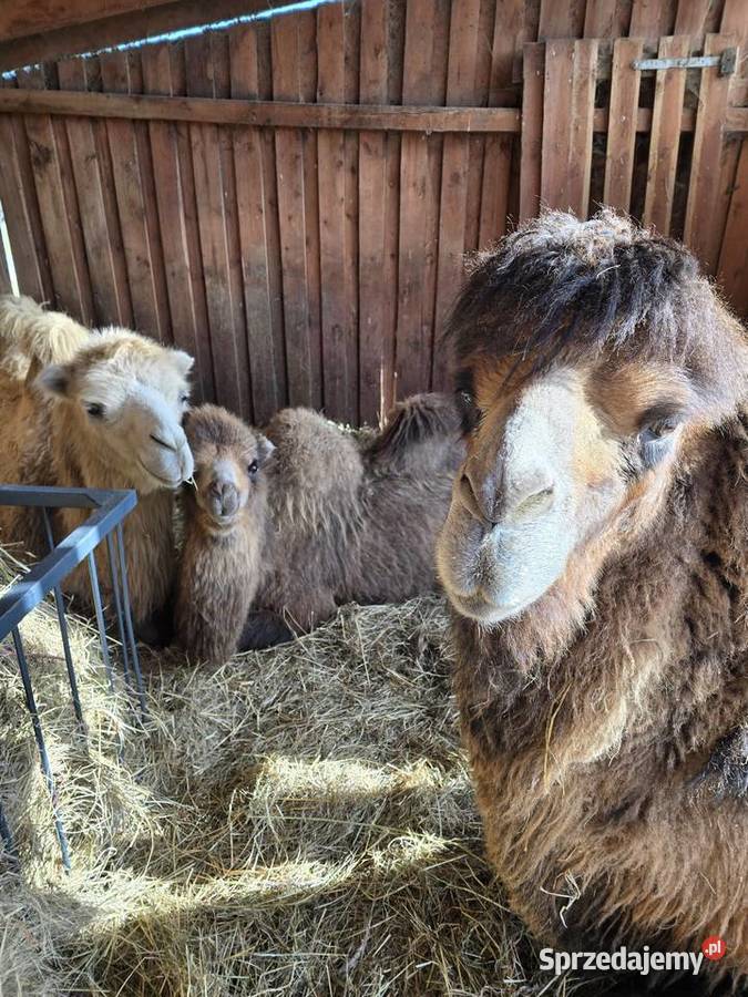 Wielbłąd dwugarbny samica z 2025r