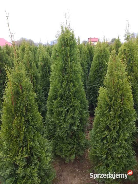 TUJA SZMARAGF 140 DO 160 WYPRZEDAŻ HURT DETAL Gawłuszowice sprzedam
