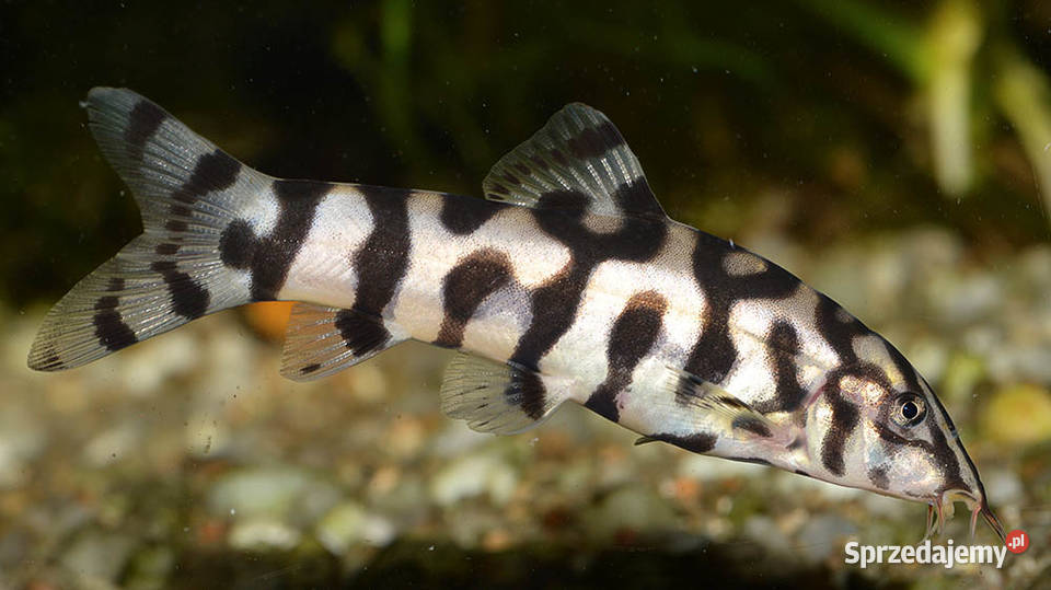 Bocja siatkowana Botia lohachata redukuje Ryby Gdańsk