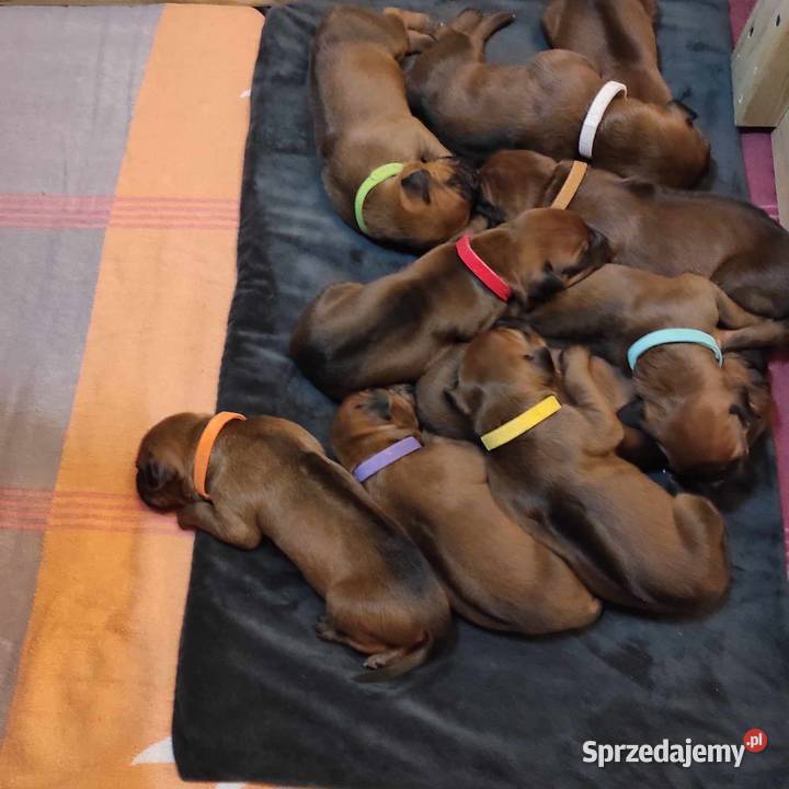 Rhodesian Ridgeback szczenięta Pozostałe Młochów sprzedam