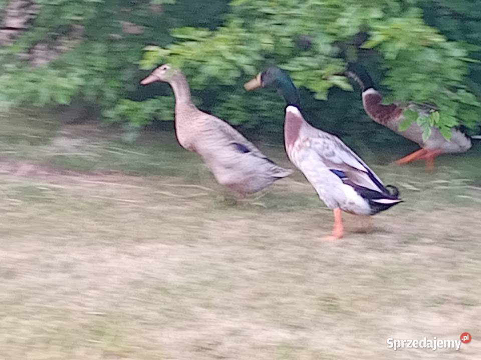 Biegusy indyjskie tanio Rudniki