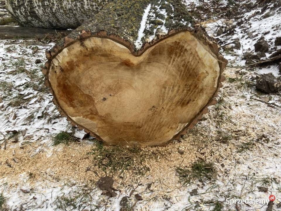 Pień w kształcie serca 75 x 55 x 140