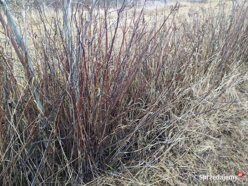 Kosiarka pielęgnacyjna rozdrabniacz sadowniczy Kraśnik