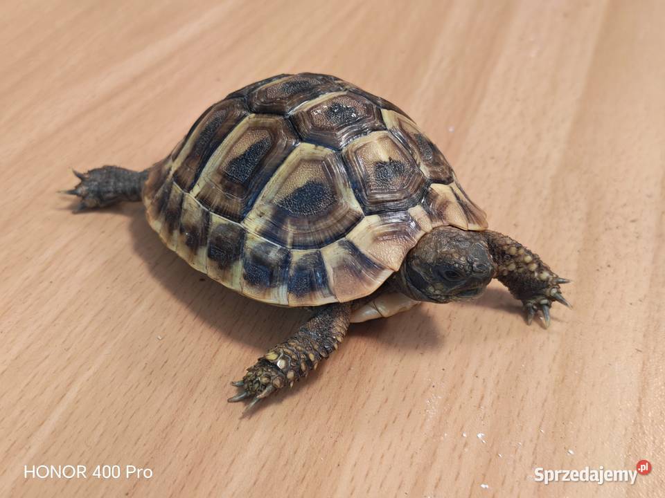 Zółw Grecki z 2025 roku Oława