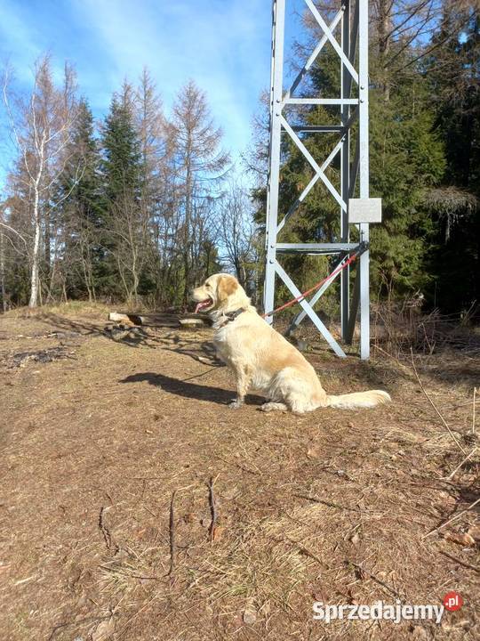 Golden retriever szczeniaki Sułkowice sprzedam