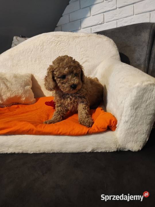 Pudelki toy ostatnia suczka