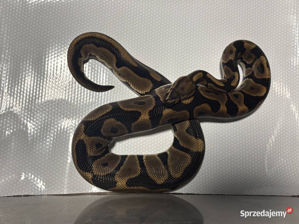 Python regius pyton królewski samica Kraków