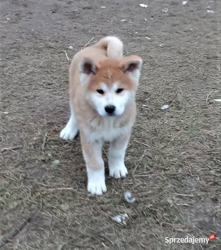Akita Inu czerwone i białe gotowe do zmiany domu Kock