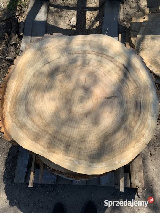 Plastry krążki z topola drewniane na stolik Stoliki kawowe i ławy Dryga