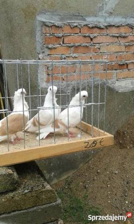 Sprzedam gołębie ozdobne mewki Likwidacja stada Rębusz