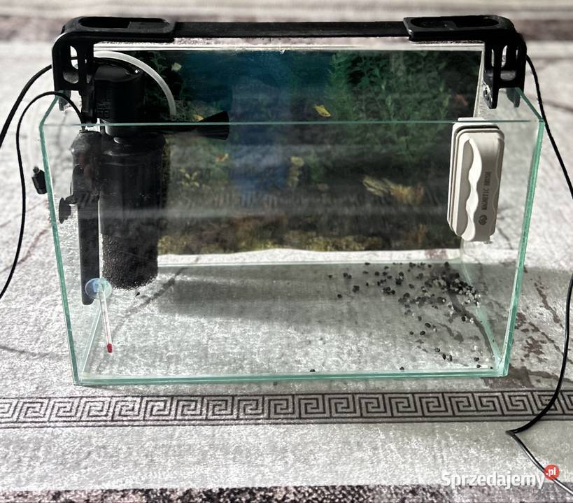 Sprzedam akwarium 40x20 Opis Sokołów Podlaski sprzedam
