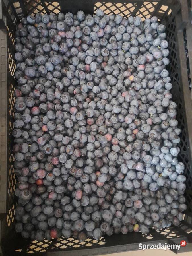 Świeża Borówka prosto z plantacji