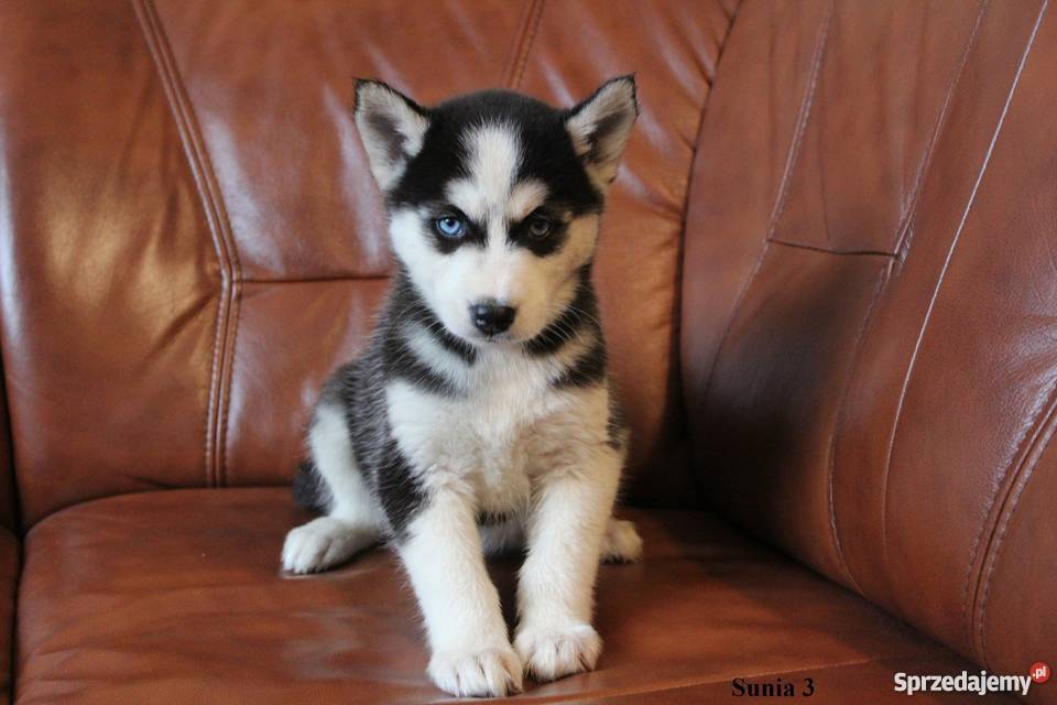 Szczeniaczki Syberian Husky mazowieckie sprzedam