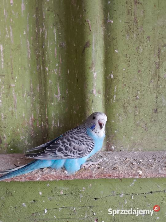 Sprzedam młode papugi faliste Jadachy