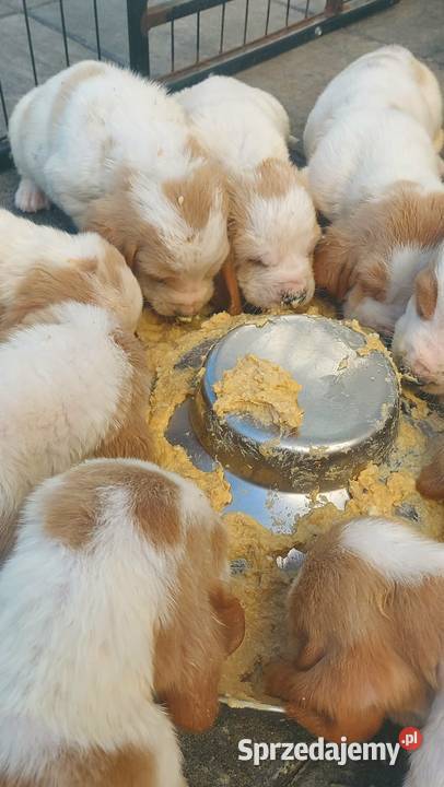 Basset hound szczenięta z renomowanej hodowli