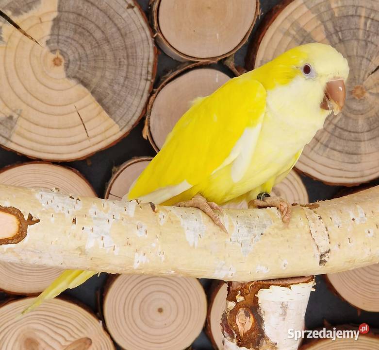 Mnicha Nizinna łatwo się oswaja i można nauczyć Ptaki Leszno