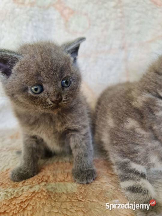 Kotki brytyjskie bez rodowodu Wołczyn sprzedam