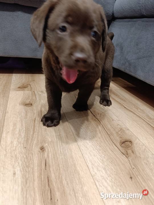 Pieski Labradora Retriever czekoladowego małopolskie Tarnów