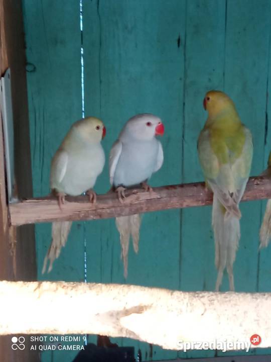 Aleksandretty obrożne różne mutacje Skała sprzedam