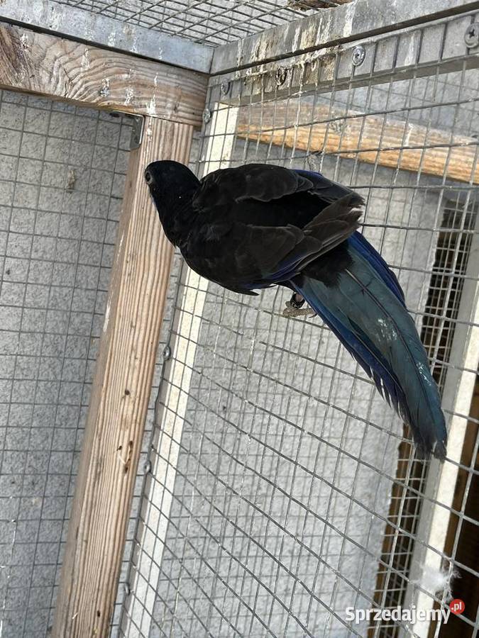 Rozelle białolice Sośnicowice