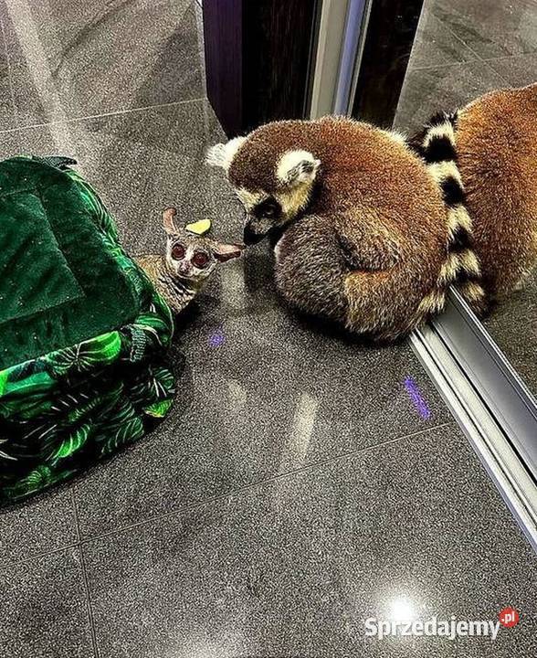 Oswojone Lemury Katta łac Lemur Catta piękne Katowice sprzedam