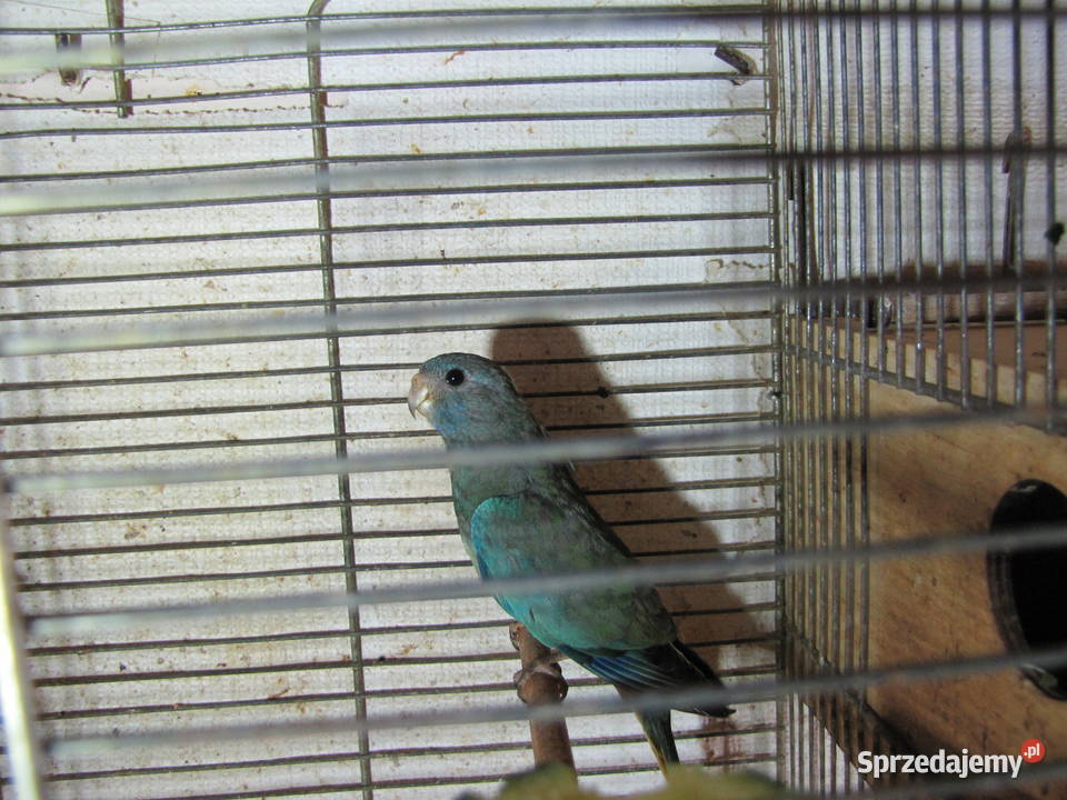 Łąkówki wspaniałe Toruń