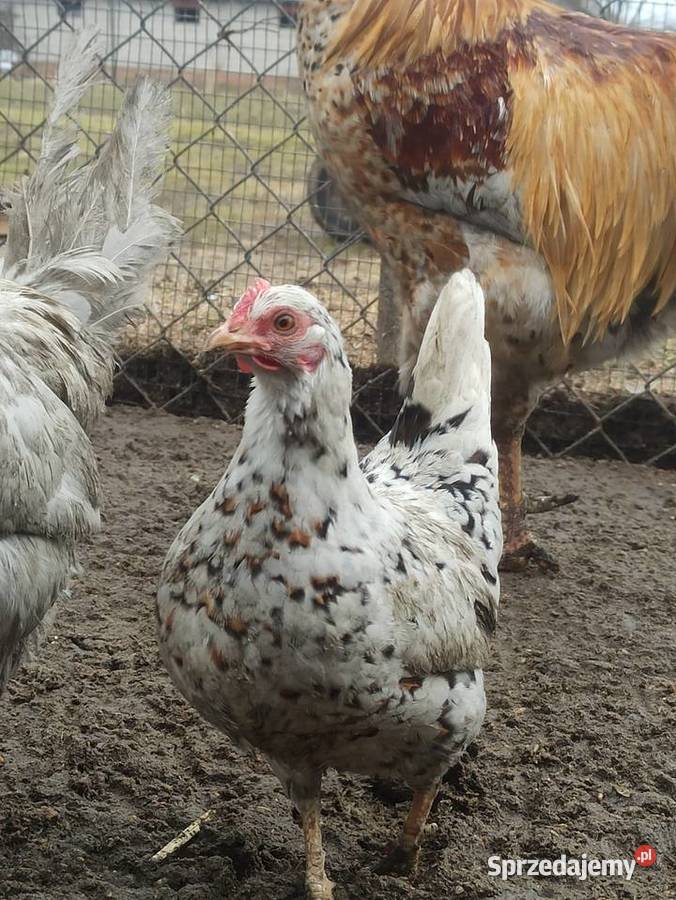 Jaja lęgowe liliputki Drób i ptactwo Krupe sprzedam