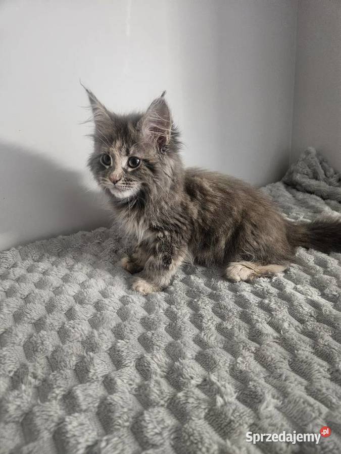 Kocica Maine Coon