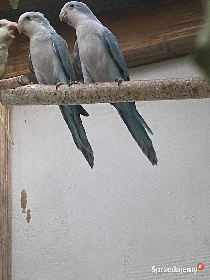 Papug Mnichy nizinne wielkopolskie Konin sprzedam