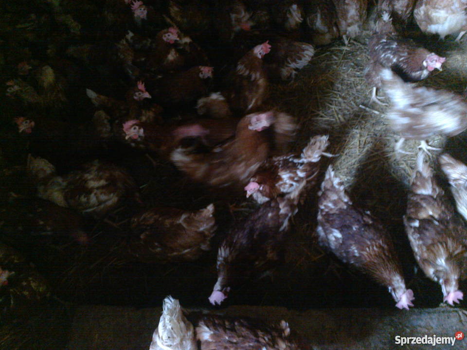 kury nioski 8miesięcy dorosłe noszą jajka detal małopolskie