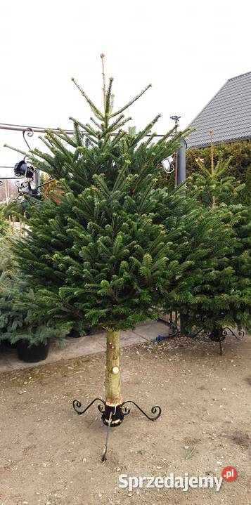 CHOINKI CHOINKA ŚWIERK JODŁA KAUKASKA 30 Rydzyny