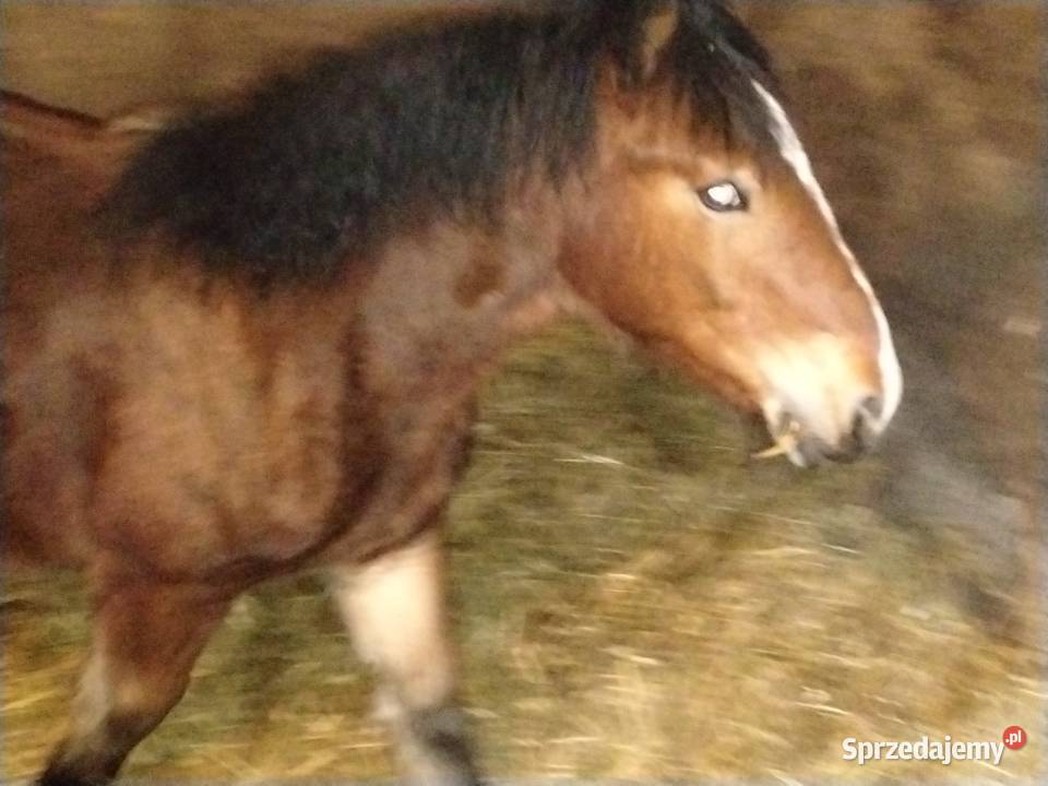 Źrebak 10 miesięczny Zimnokrwisty Maści Ciemny mazowieckie Radom sprzedam