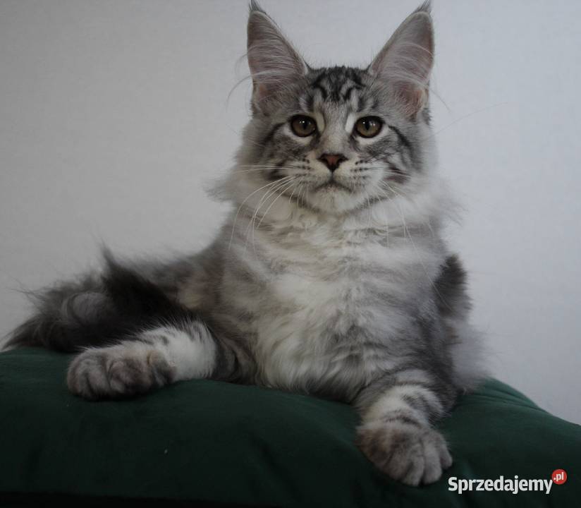 Dwie koteczki maine coon Brzezia Łąka