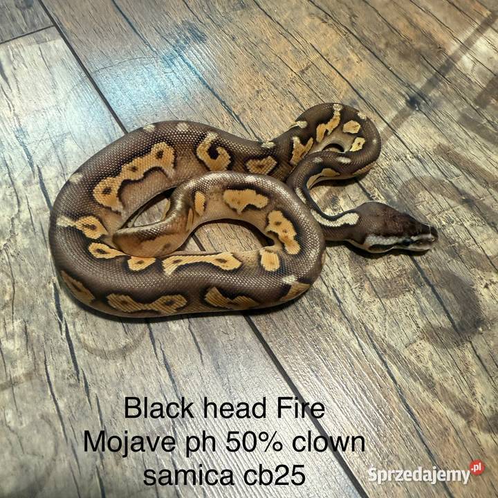 Wąż królewski Grodzisk Mazowiecki