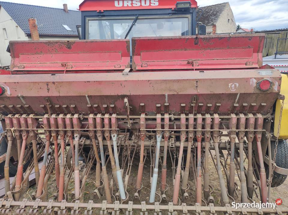 siewnik poznaniak Głomsk