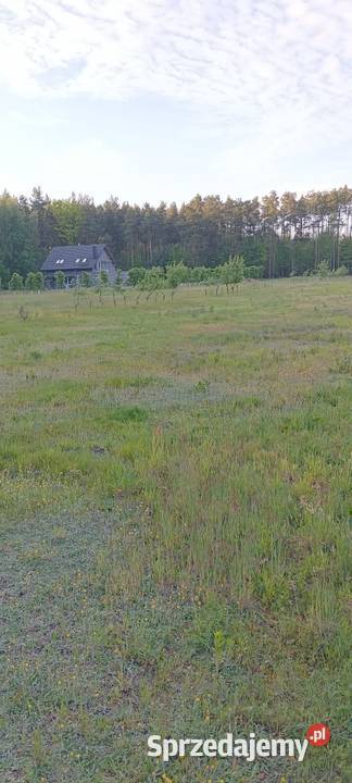 Działka budowlana 2 000 m2 Henryków gm Chynów 50m sprzedam
